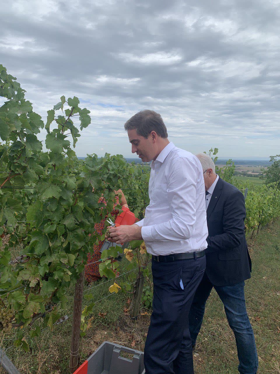 Olivier Becht dans les vignes avec des viticulteurs