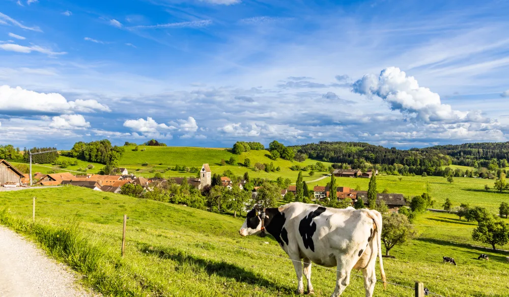 Une vache dans un pré, devant un village